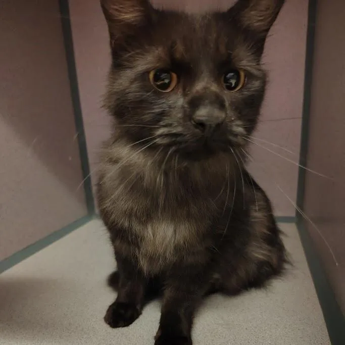 An adult medium-sized male Black Domestic Long Hair cat named Marco Polo for adoption in Cedar Rapids, IA