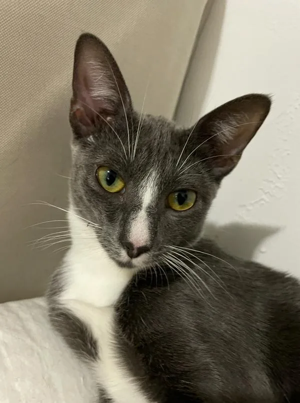 An adult medium-sized female Domestic Short Hair cat named Lucy for adoption in Staten Island, NY