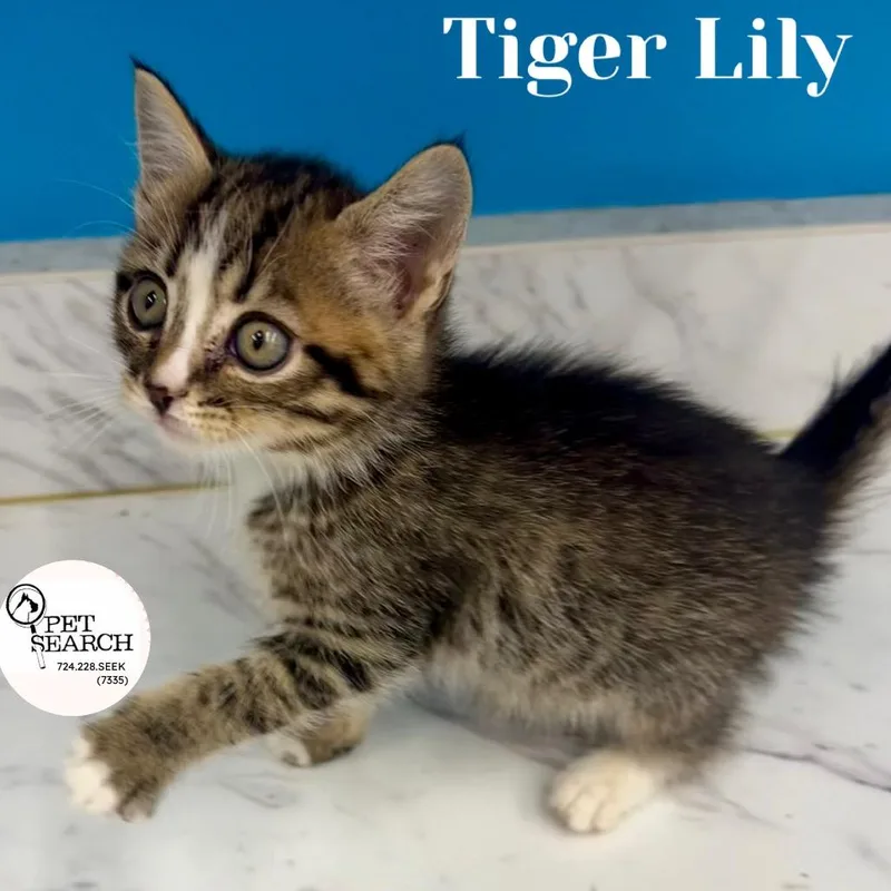 A baby small-sized female Brown / Chocolate Domestic Short Hair cat named Tiger Lily for adoption in Washington, PA
