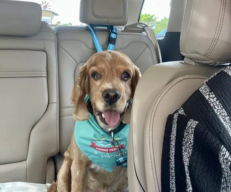 A senior medium-sized male Cocker Spaniel dog named Choppa for adoption in Cape Coral, FL