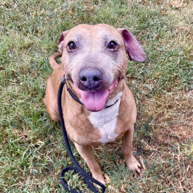 A senior medium-sized female Brown / Chocolate Mixed Breed dog named Sapphire for adoption in Chattanooga, TN