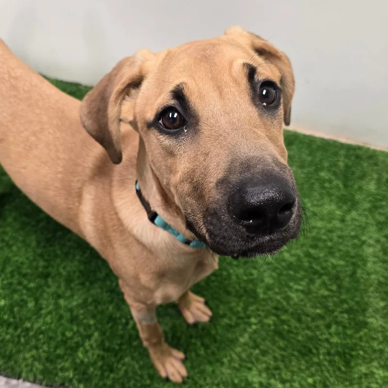 A young medium-sized female Yellow / Tan / Blond / Fawn Mixed Breed dog named Shasta for adoption in Columbia, MO
