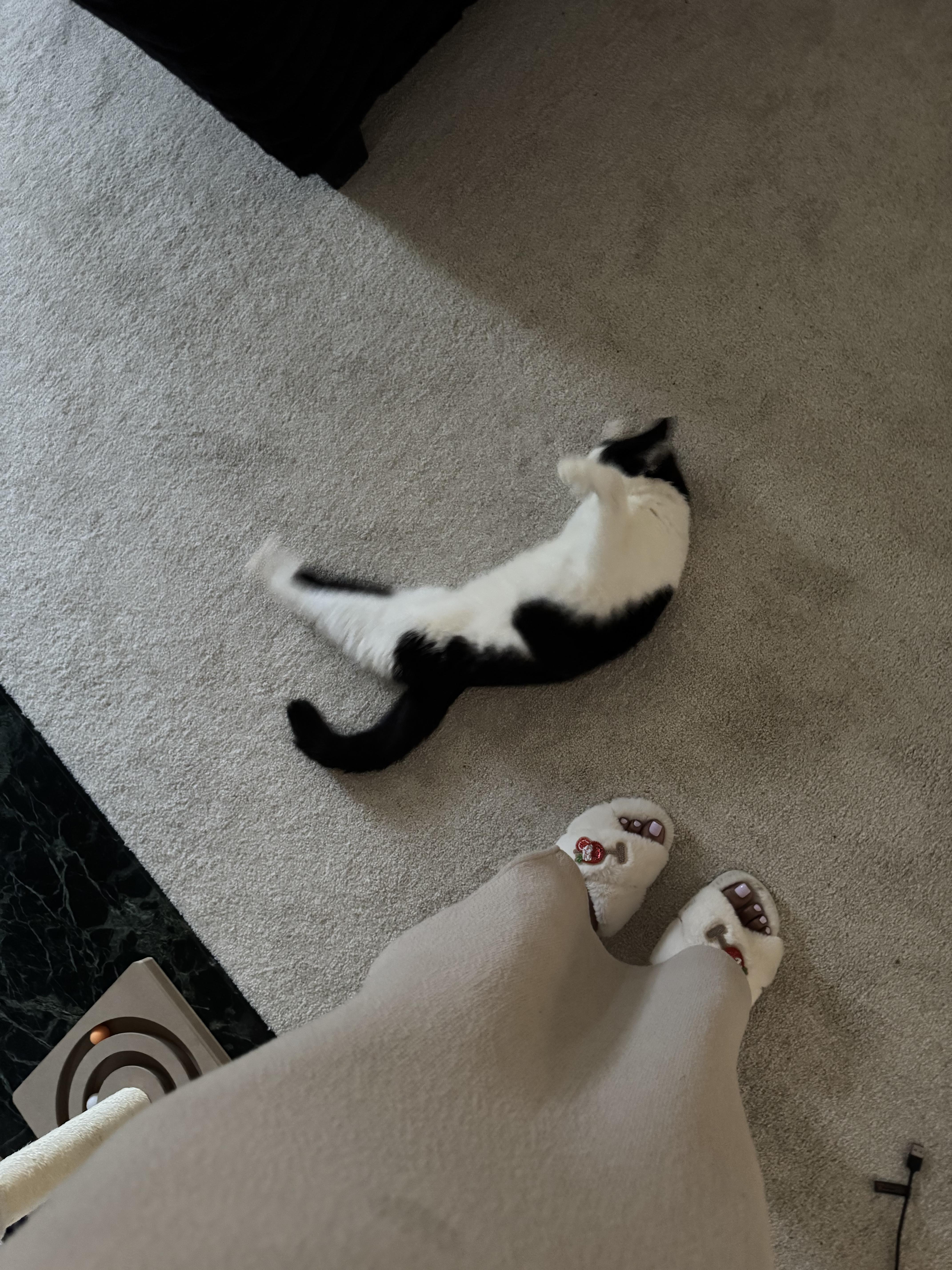 An adult medium-sized male Black & White / Tuxedo Tuxedo cat named Gatsby for adoption in Columbia, SC