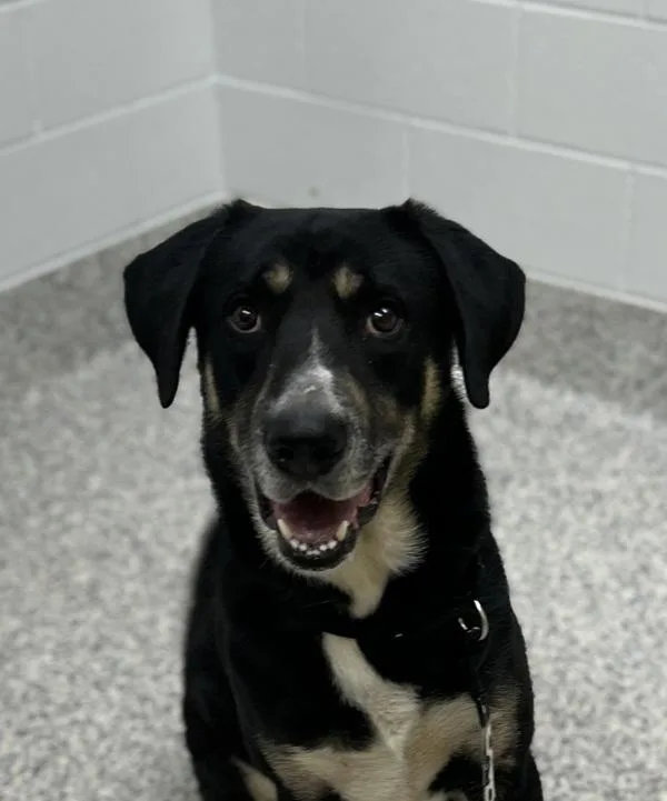 An adult large-sized male German Shepherd Dog dog named Spots for adoption in Golden, CO