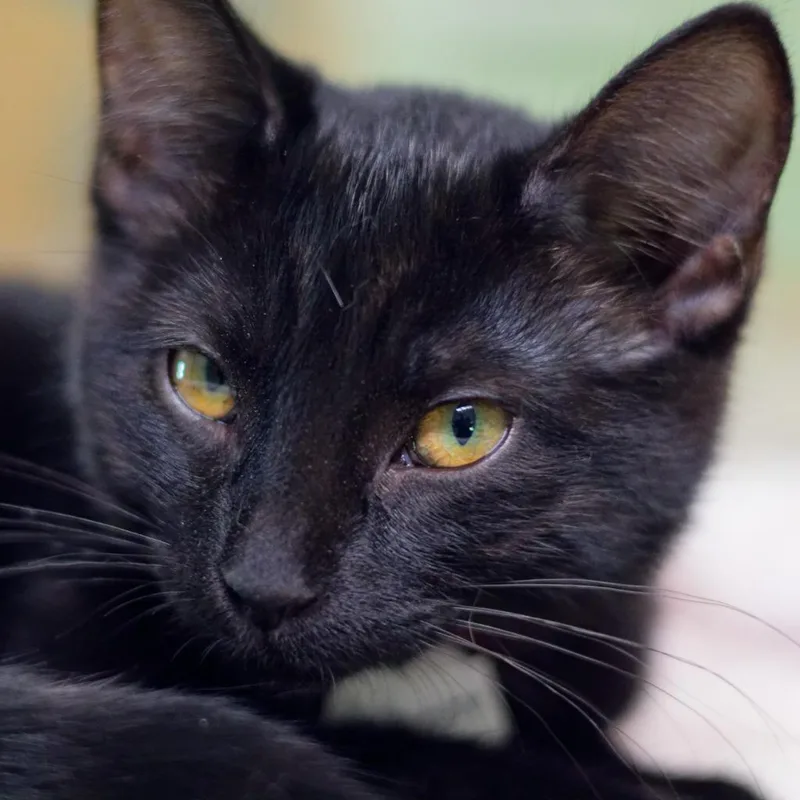A baby medium-sized male Domestic Short Hair cat named Cuttlefish for adoption in Hot Springs, AR