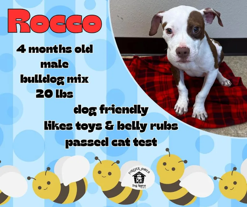 A baby medium-sized male Bulldog dog named Rocco for adoption in Lumberton, TX