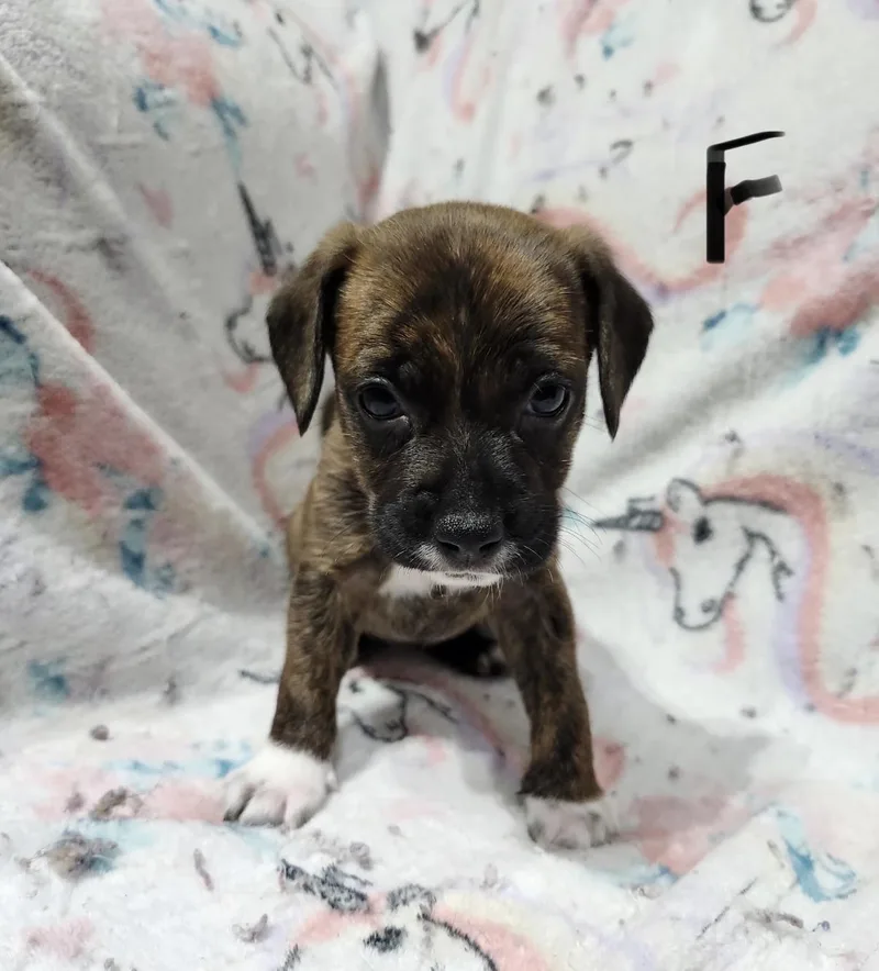 A baby small-sized female White / Cream American Staffordshire Terrier dog named Clipso for adoption in Hamilton , NJ
