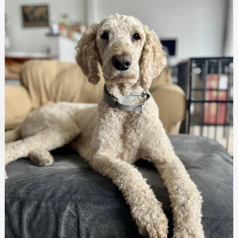 An adult medium-sized male White / Cream Standard Poodle dog named Landon for adoption in Normal, IL