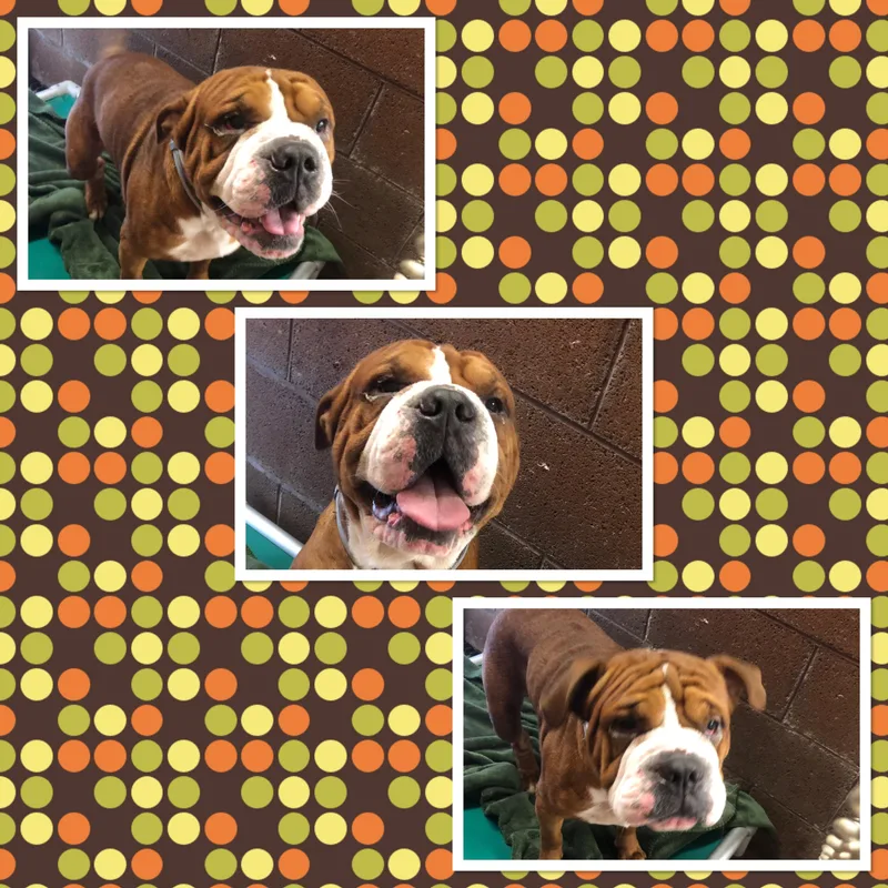 An adult medium-sized male Brown / Chocolate English Bulldog dog named Cooper for adoption in Buckhannon, WV