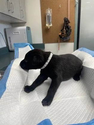 A young medium-sized male Mixed Breed dog named Artichoke for adoption in Oakland, CA
