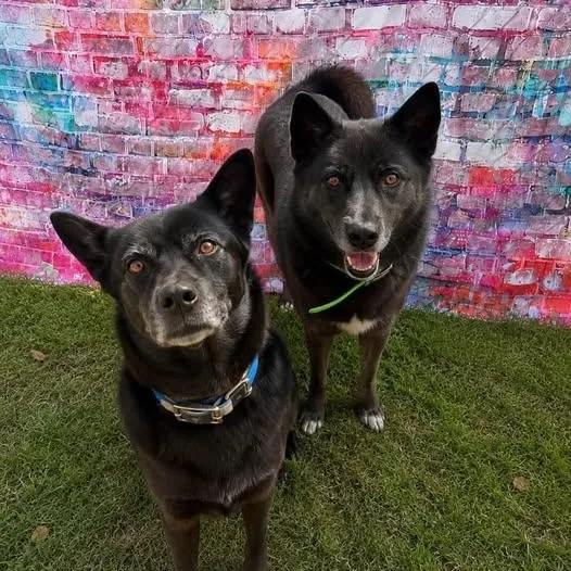 An adult medium-sized female Black Akita dog named Debbie for adoption in Warren, OH