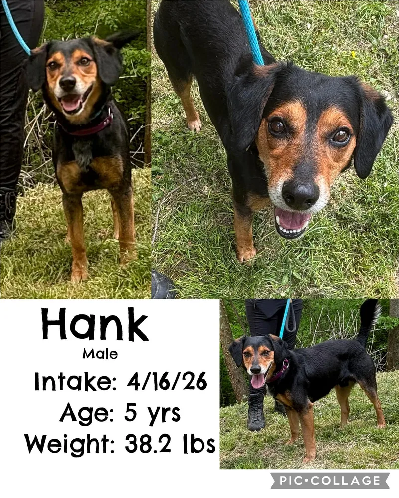 An adult medium-sized male Black Beagle dog named Hank for adoption in Staffordsville, KY