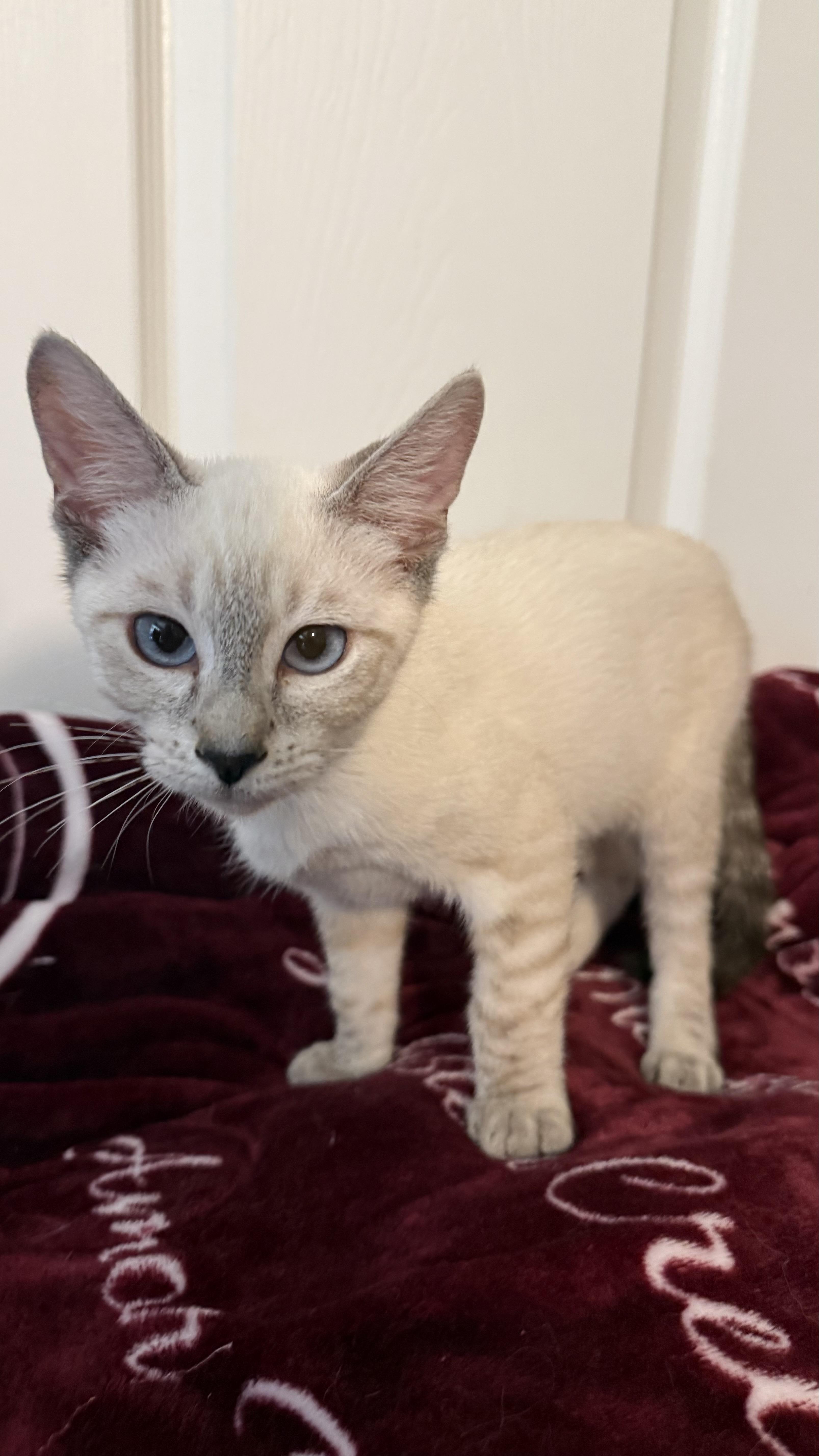 Miso INDOOR ONLY thumbnail 2