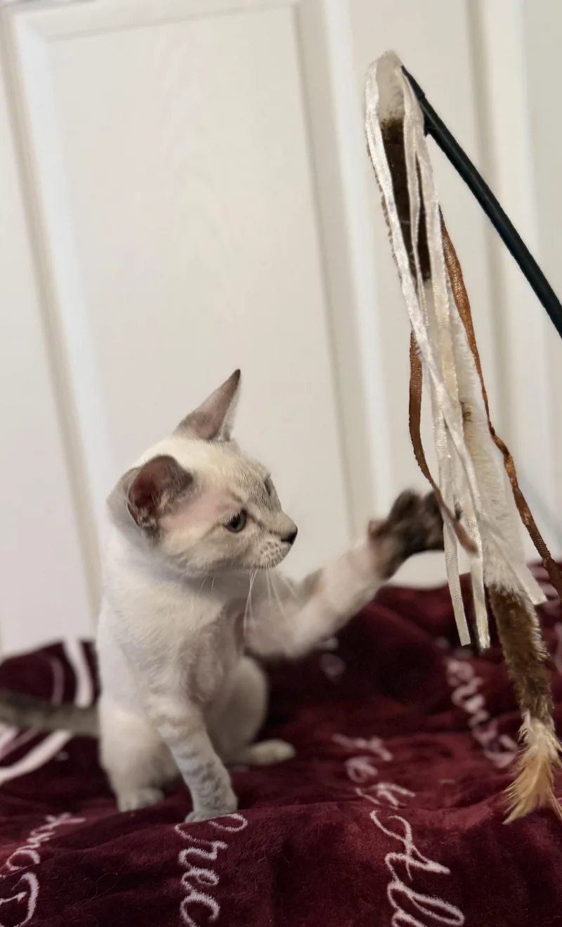 Miso INDOOR ONLY thumbnail 3