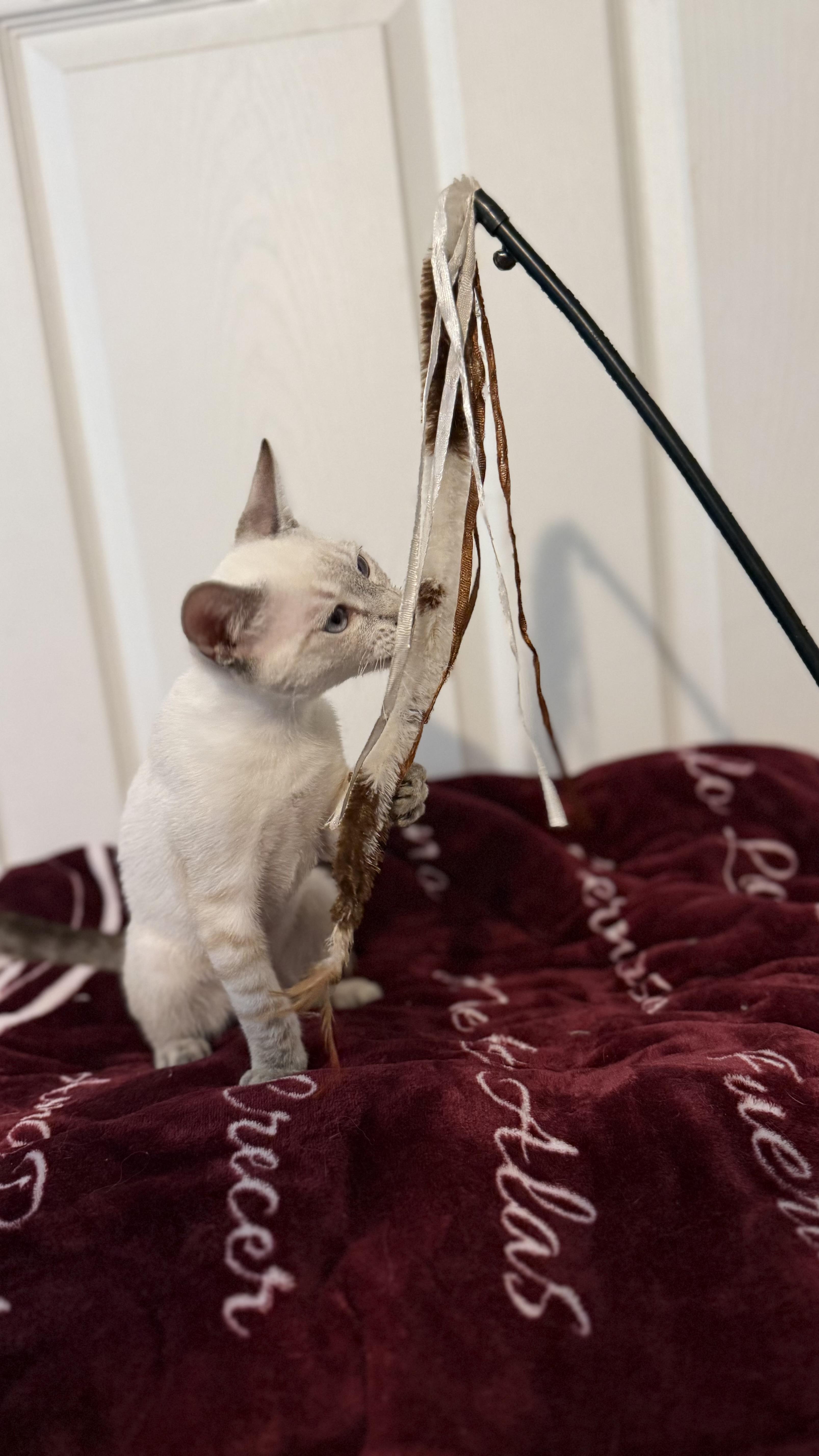 Miso INDOOR ONLY thumbnail 4