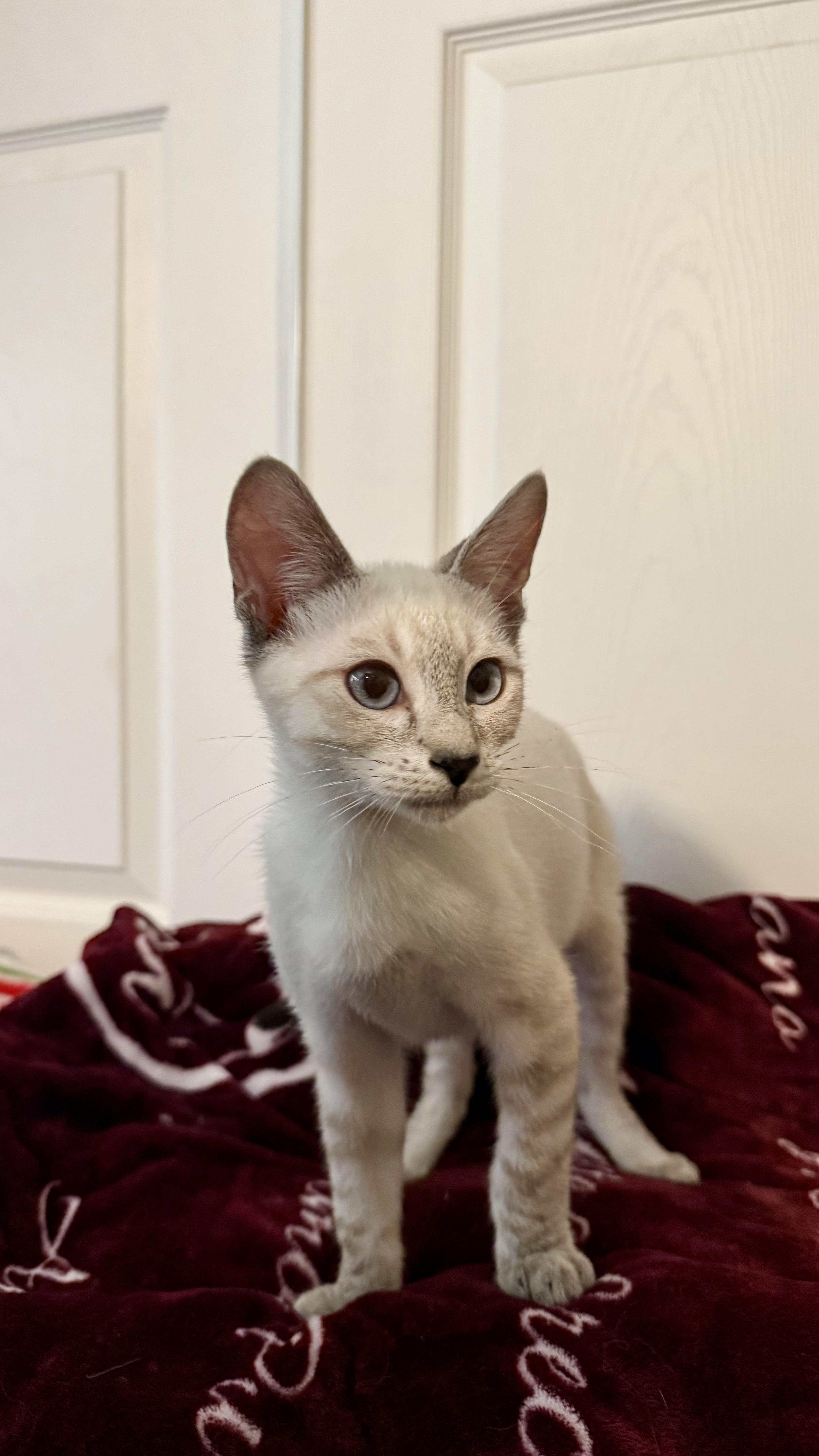 Miso INDOOR ONLY thumbnail 6