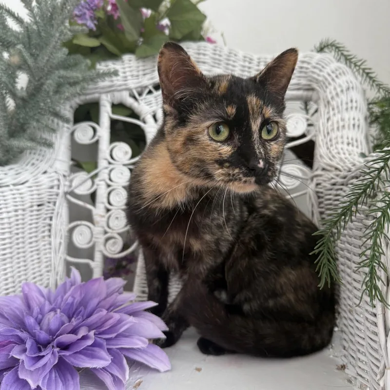 A young medium-sized female Tortoiseshell Domestic Short Hair cat named True North for adoption in Eaton Rapids, MI