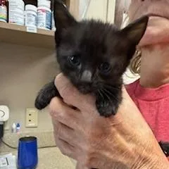 A baby medium-sized male Black Domestic Short Hair cat named Leo for adoption in Beulaville, NC
