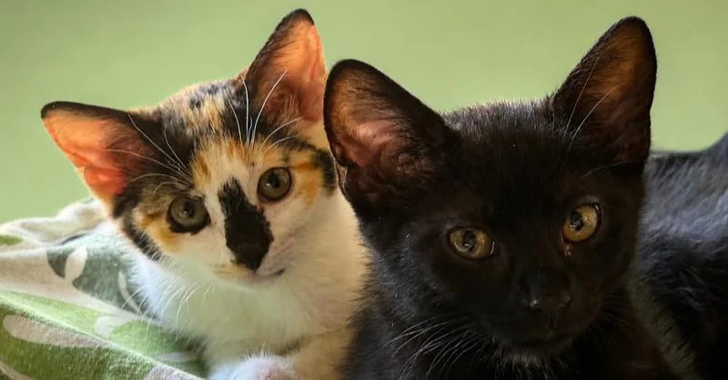 A baby small-sized female Domestic Long Hair cat named Fruity Pebble for adoption in Calimesa, CA