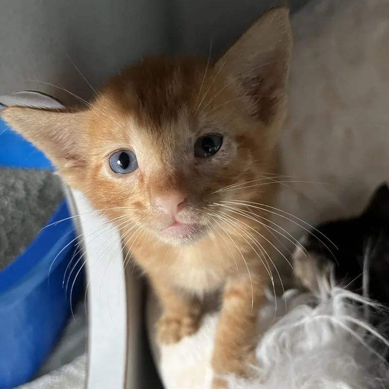 A baby small-sized male Orange / Red Domestic Short Hair cat named Charlie for adoption in Sarasota, FL
