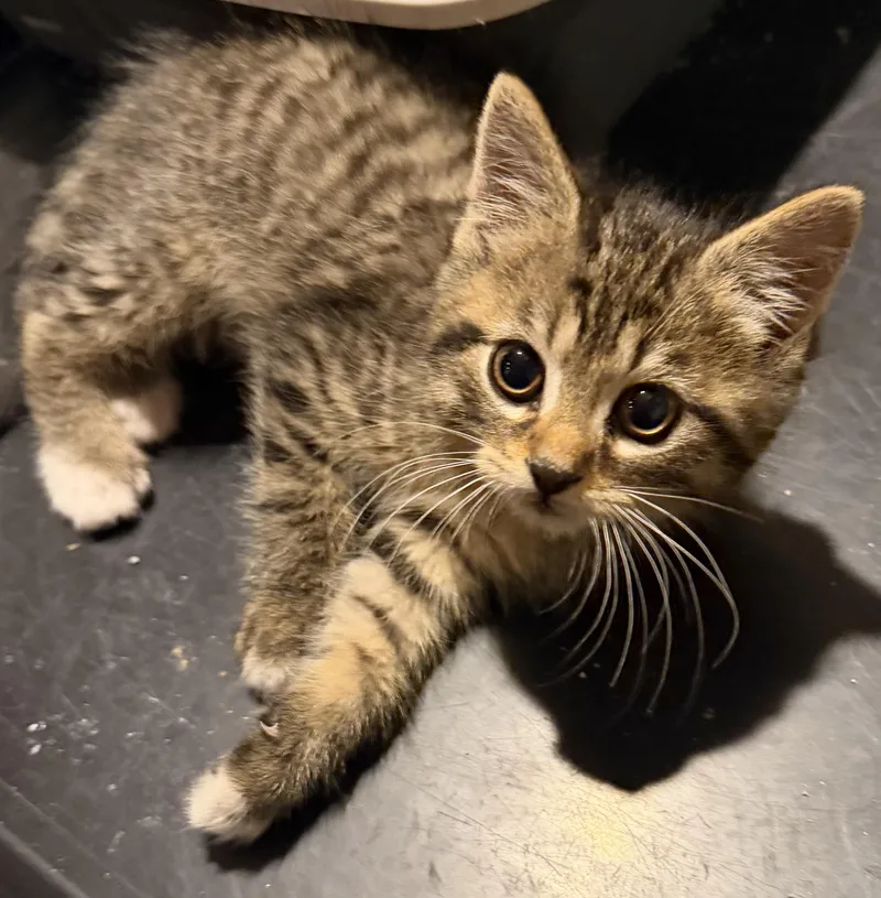 A baby small-sized male Domestic Short Hair cat named Jersey for adoption in Williamsville, NY