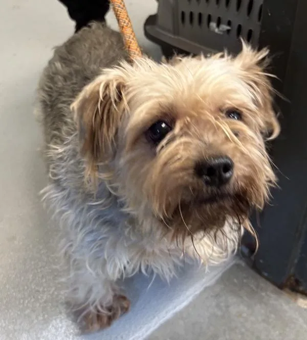 An adult small-sized female Terrier dog named Pen Aayla for adoption in Lawrenceville, GA