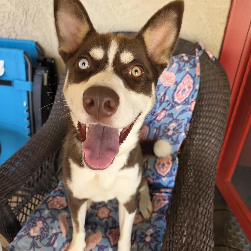 A young medium-sized female Siberian Husky dog named Lzzy for adoption in Phoenix, AZ