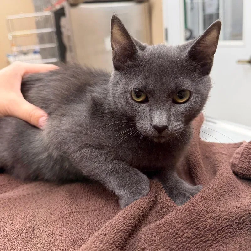 A baby medium-sized male Gray / Blue / Silver Domestic Short Hair cat named Crunchwrap Supreme for adoption in Naperville, IL