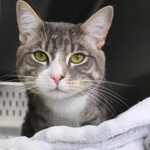 A young small-sized male Gray / Blue / Silver Domestic Short Hair cat named Noel for adoption in Hopkinton, MA