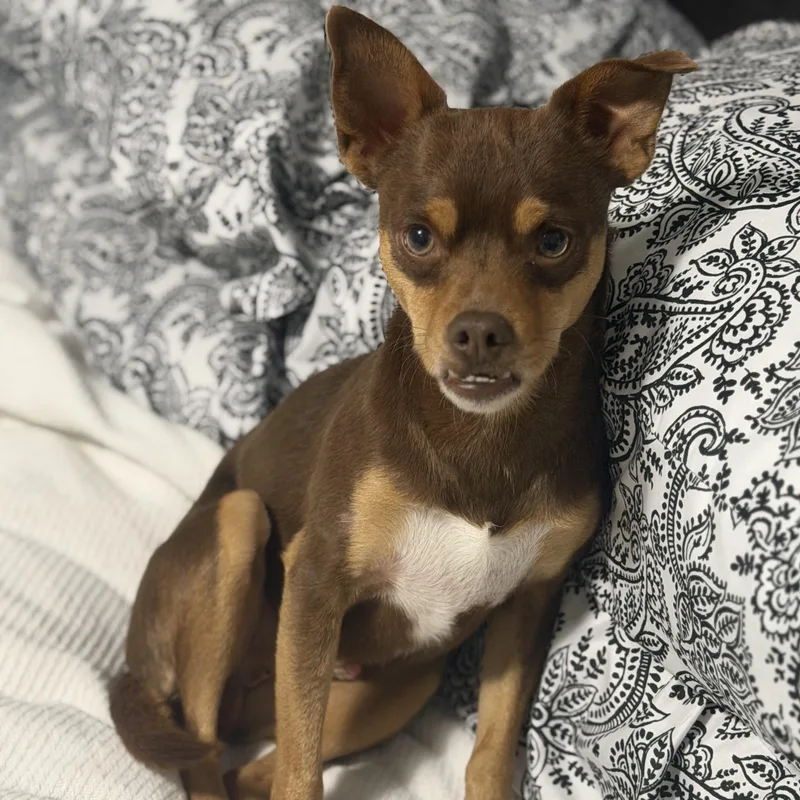 An adult small-sized male Brown / Chocolate Miniature Pinscher dog named Mr. Lovable Pinto Bean for adoption in Ridgefield, WA