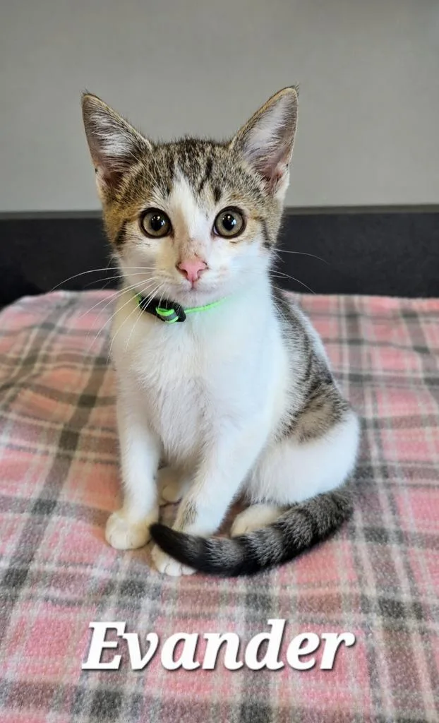 A baby small-sized male Domestic Short Hair cat named Evander for adoption in Sidney, OH