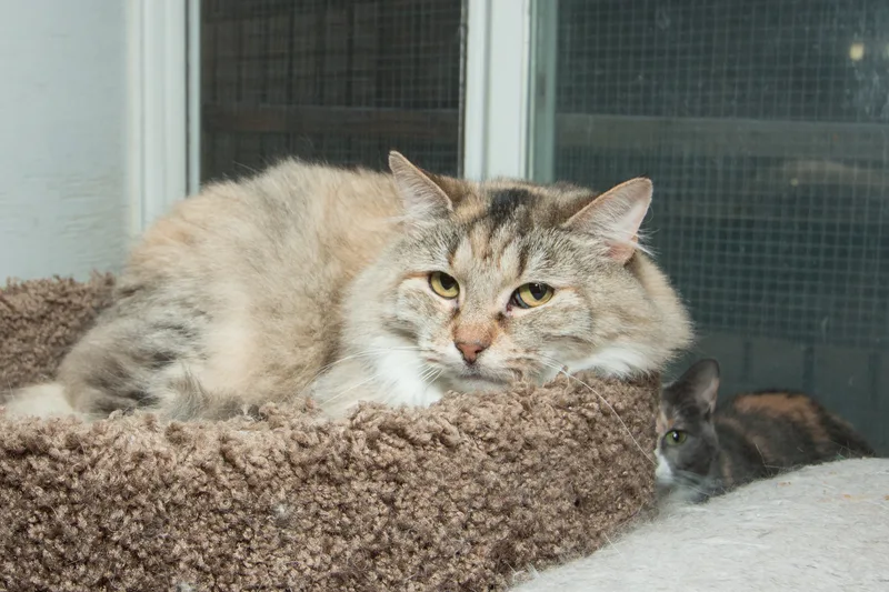 An adult large-sized female Tabby (Brown / Chocolate) Maine Coon cat named Alexis for adoption in Chicago, IL