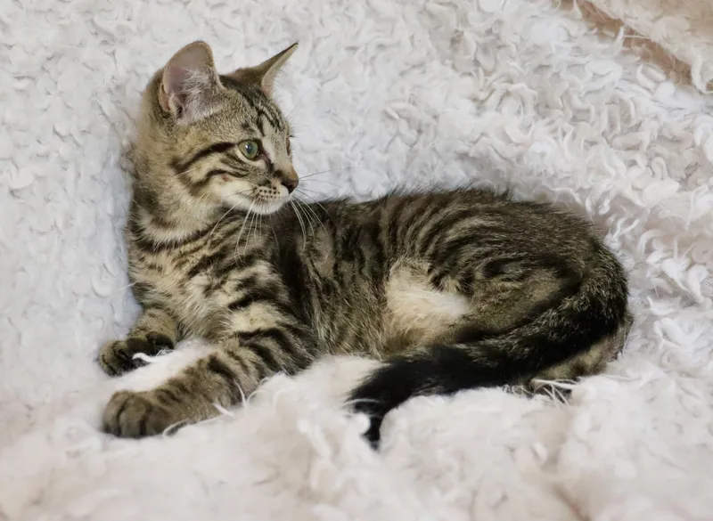 A baby medium-sized male Tabby (Buff / Tan / Fawn) Tabby cat named Saint for adoption in Saint Augustine, FL
