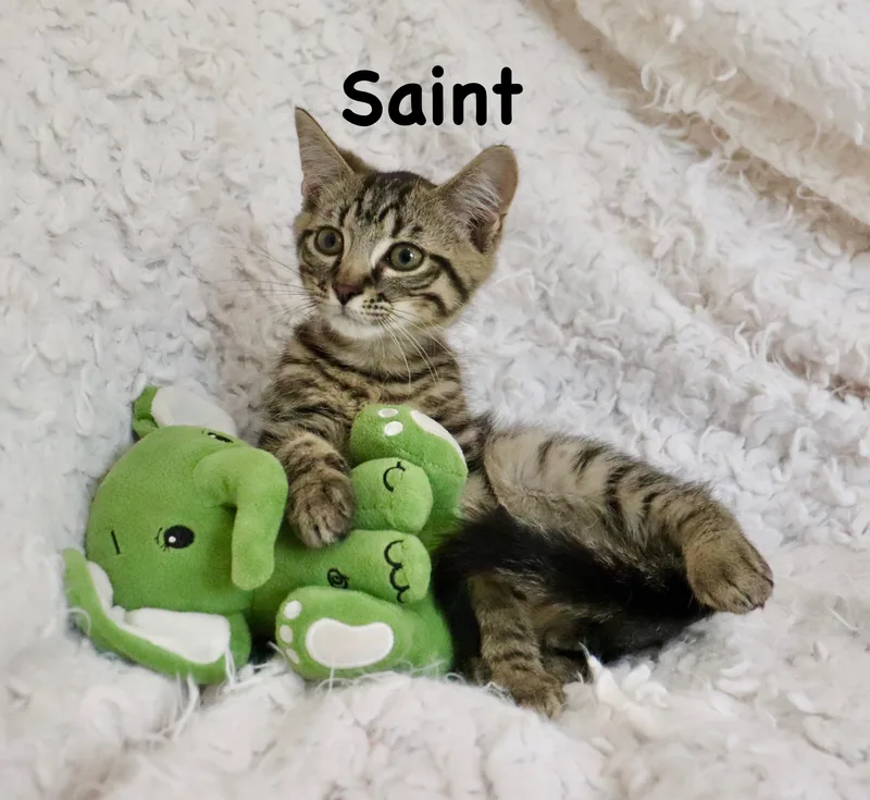 Saint thumbnail 4