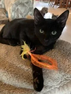 A young small-sized male Black Domestic Short Hair cat named Spice for adoption in Parlier, CA