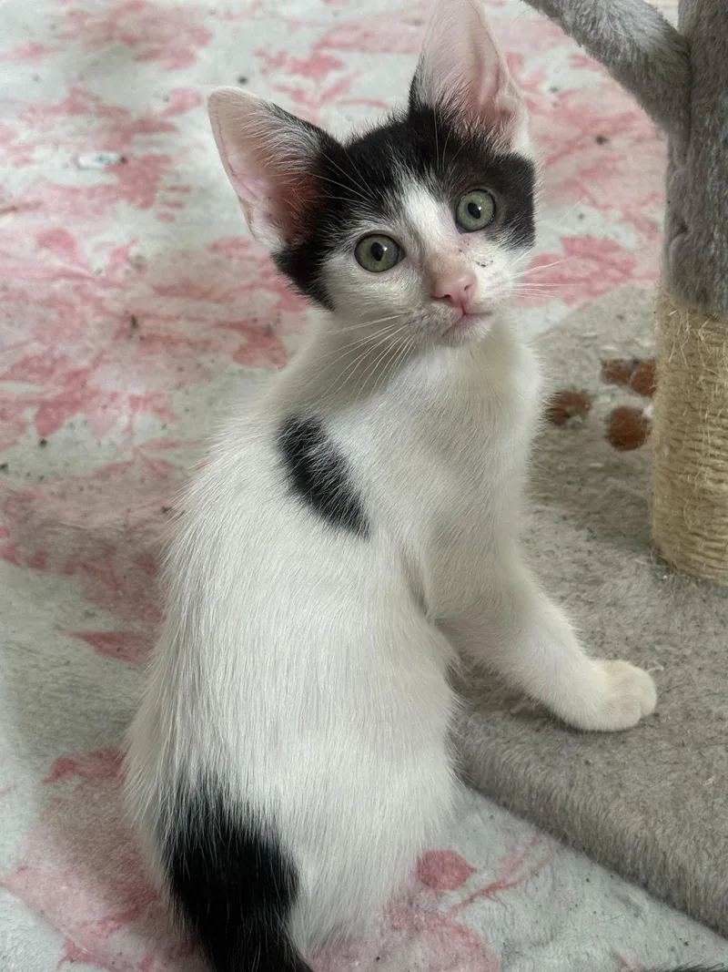 A baby medium-sized male Domestic Short Hair cat named Chocolate Chip for adoption in Fenton, MO