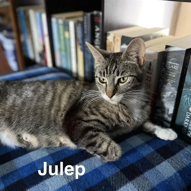 A young medium-sized female Domestic Short Hair cat named Juliep for adoption in Auburn, CA