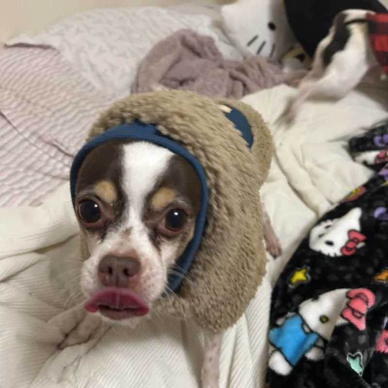 An adult small-sized male Chihuahua dog named Thor for adoption in Lynchburg, VA