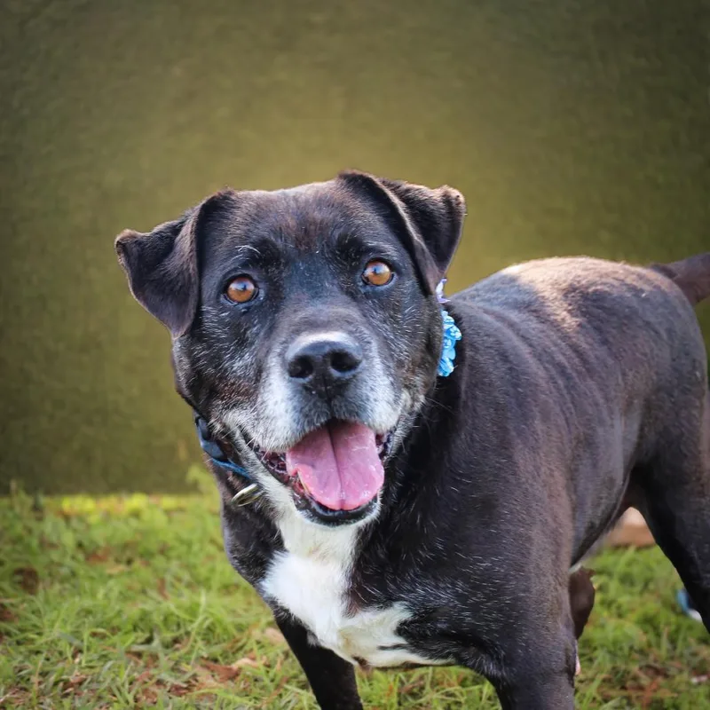 Black Bone thumbnail 2