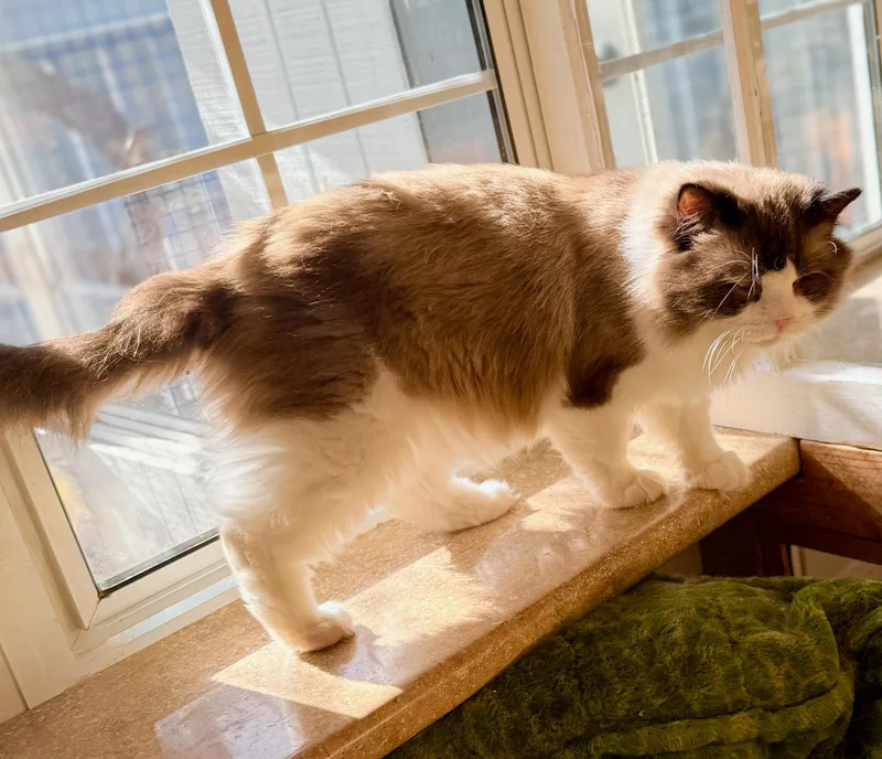 Jelly Roll thumbnail 2