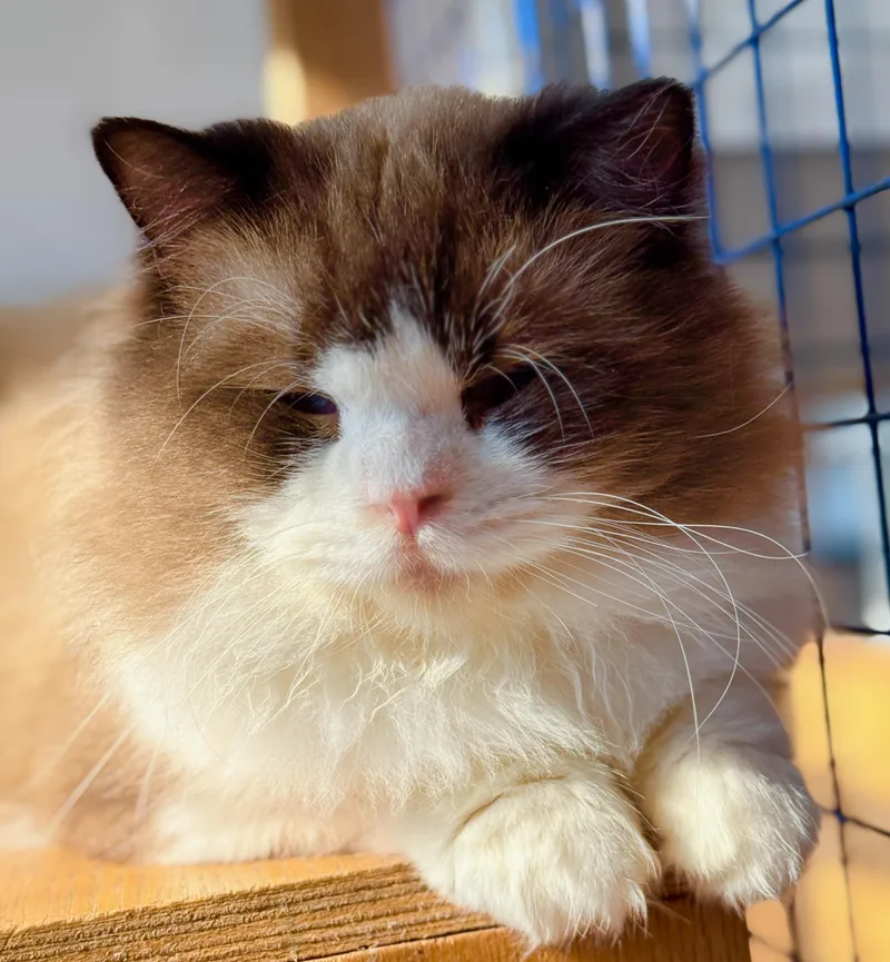 Jelly Roll thumbnail 3