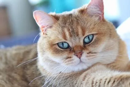 An adult large-sized male British Shorthair cat named Bailey for adoption in Ardsley, NY