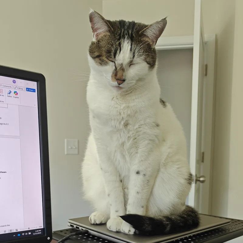 An adult large-sized male White Domestic Short Hair cat named Duke for adoption in Seneca, SC