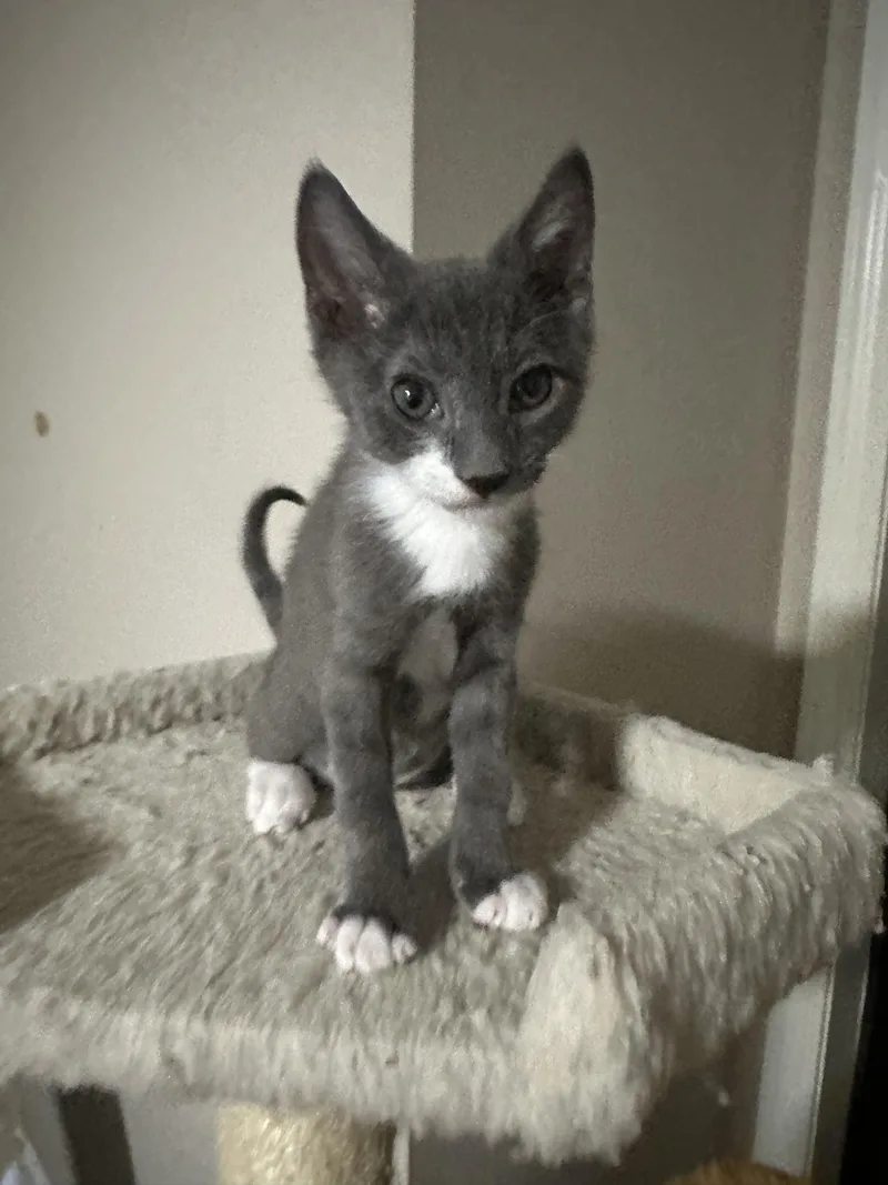 A baby large-sized female Gray & White Domestic Short Hair cat named Misty for adoption in Lawrenceville, GA