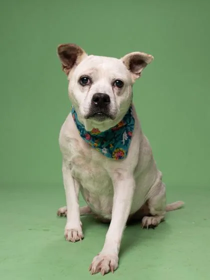 An adult large-sized female Mixed Breed dog named Bella for adoption in Atlanta, GA