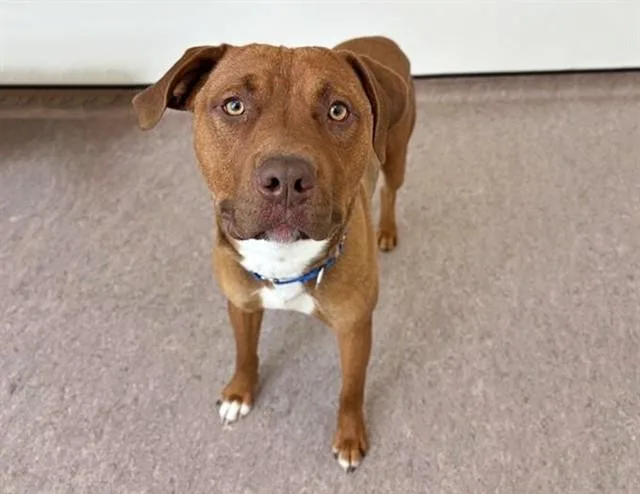 A young medium-sized male Pit Bull Terrier dog named Red for adoption in Saint Louis, MO