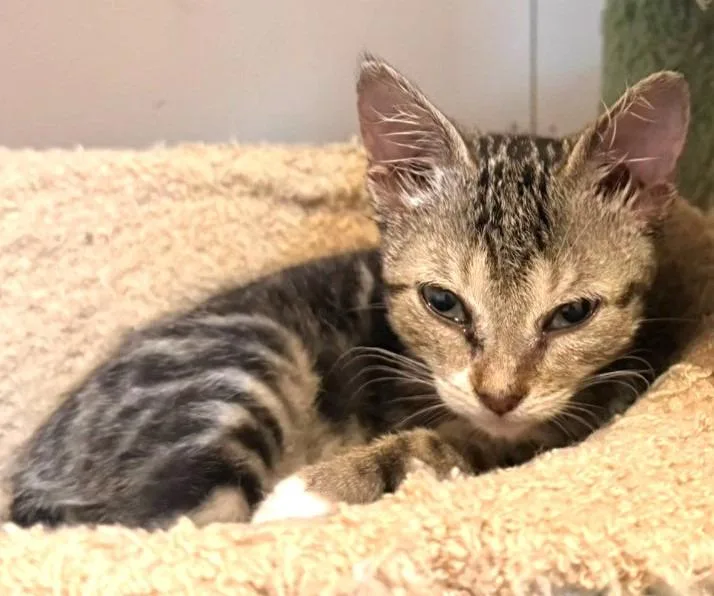 A baby medium-sized female Domestic Short Hair cat named Winnifred for adoption in Cumberland, ME
