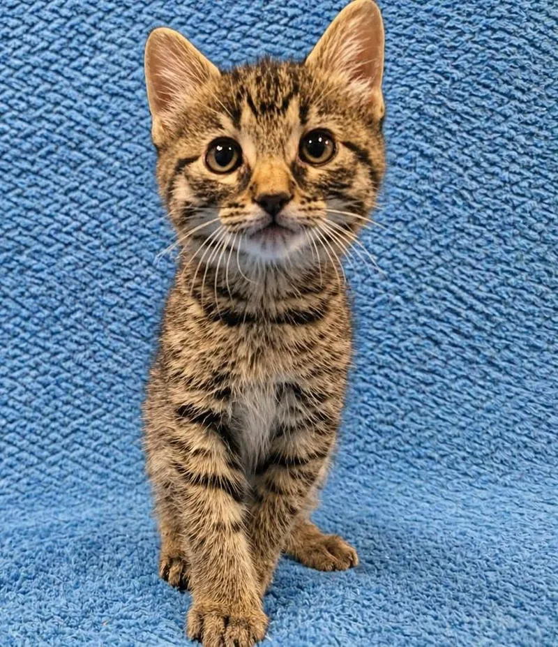 A baby small-sized female Domestic Short Hair cat named Quintessa for adoption in Rockwall, TX