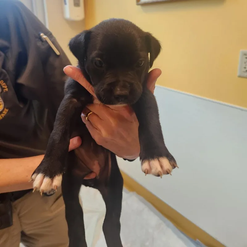 A baby medium-sized female Black Pit Bull Terrier dog named Mave for adoption in Norman, OK