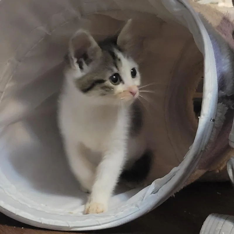 A baby small-sized female Calico American Shorthair cat named Po for adoption in Wichita, KS